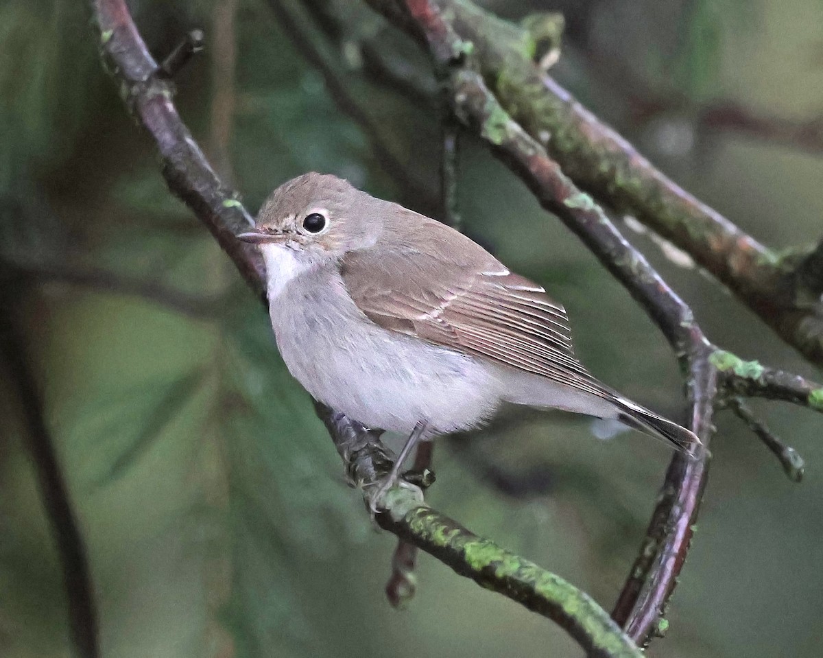 Taigako euli-txoria - ML648498674