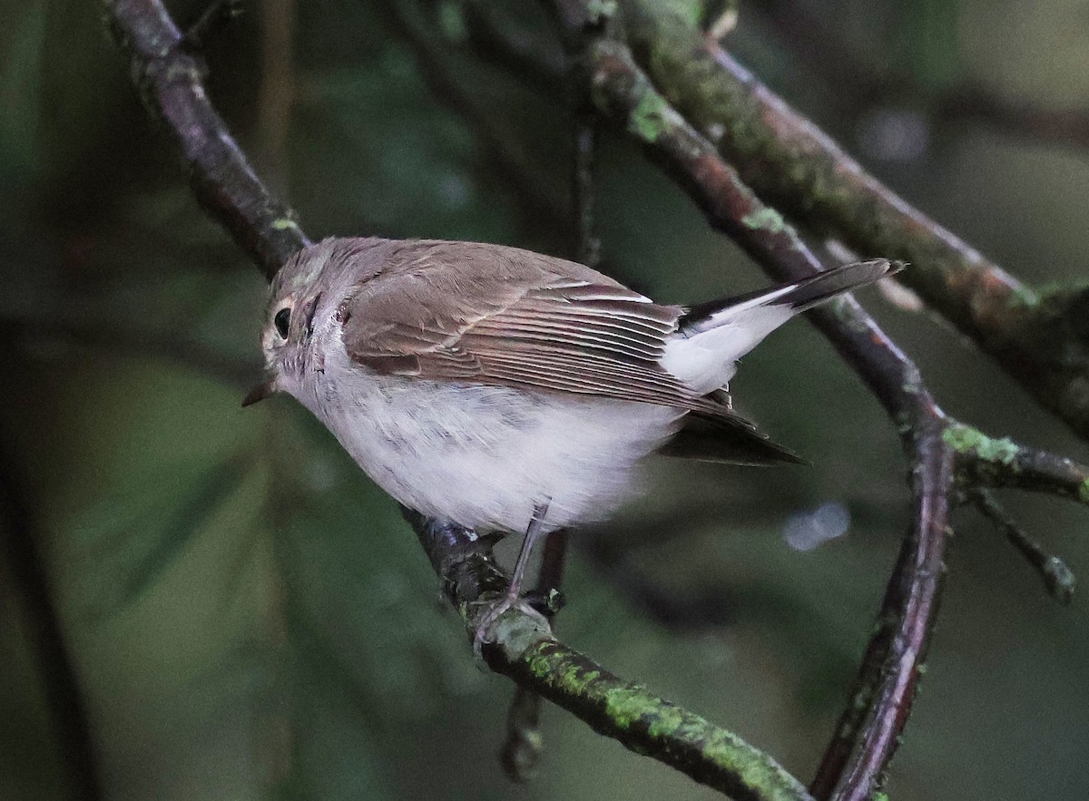 Taigako euli-txoria - ML648498675