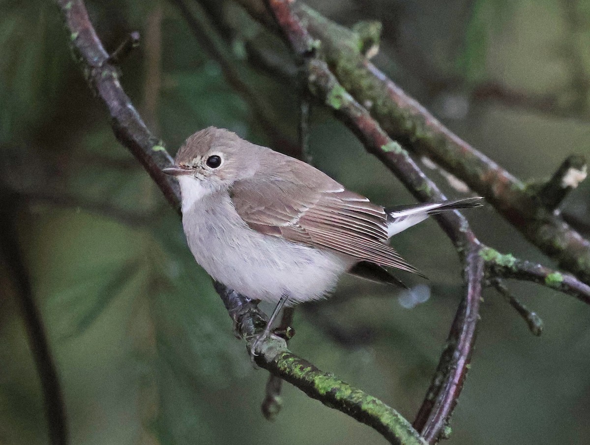 Taigako euli-txoria - ML648498676