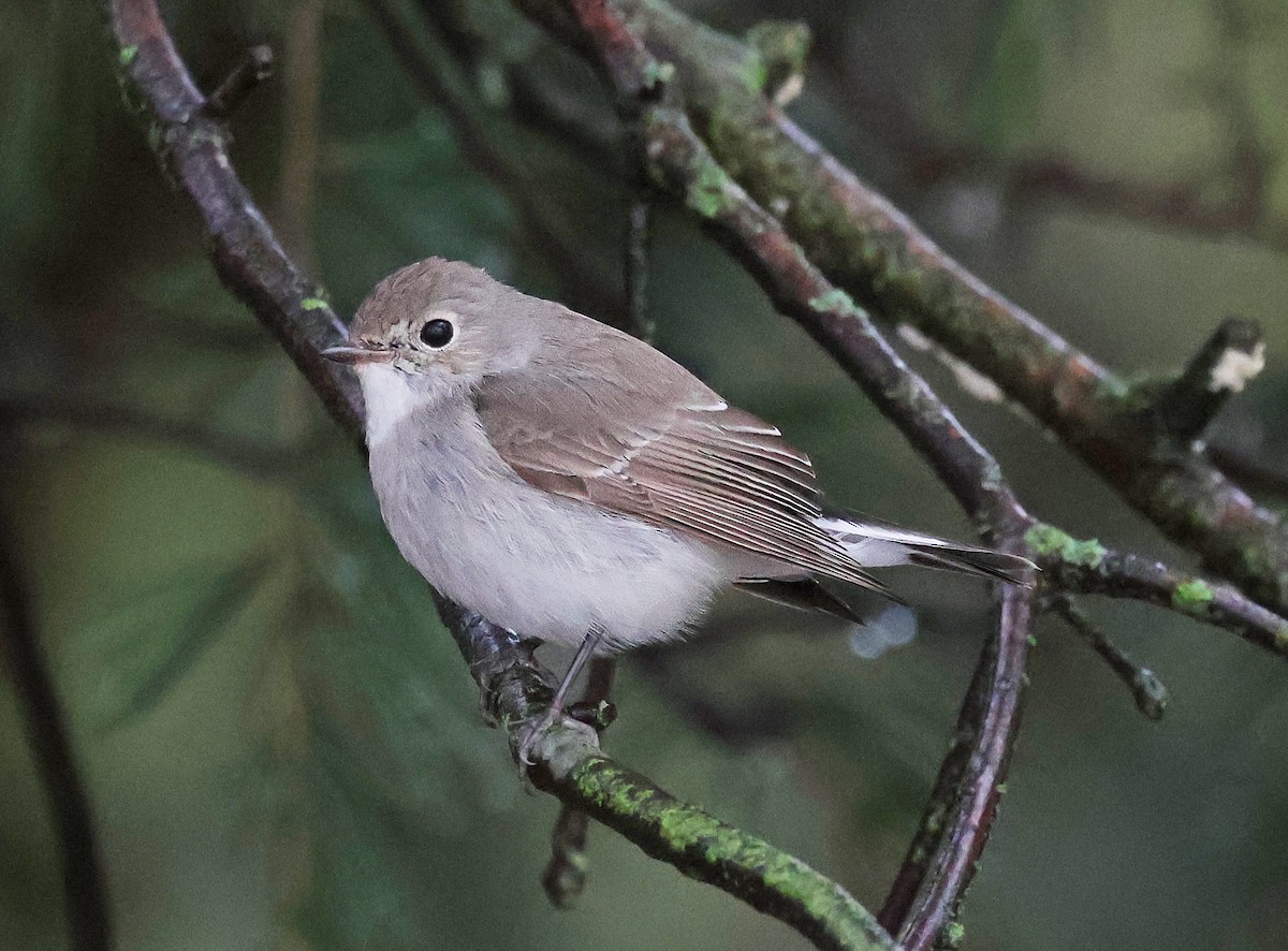 Taigako euli-txoria - ML648498678