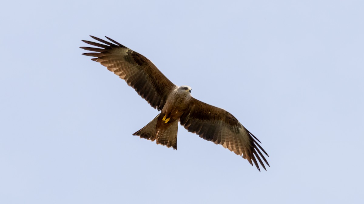 Schwarzmilan - ML648498732