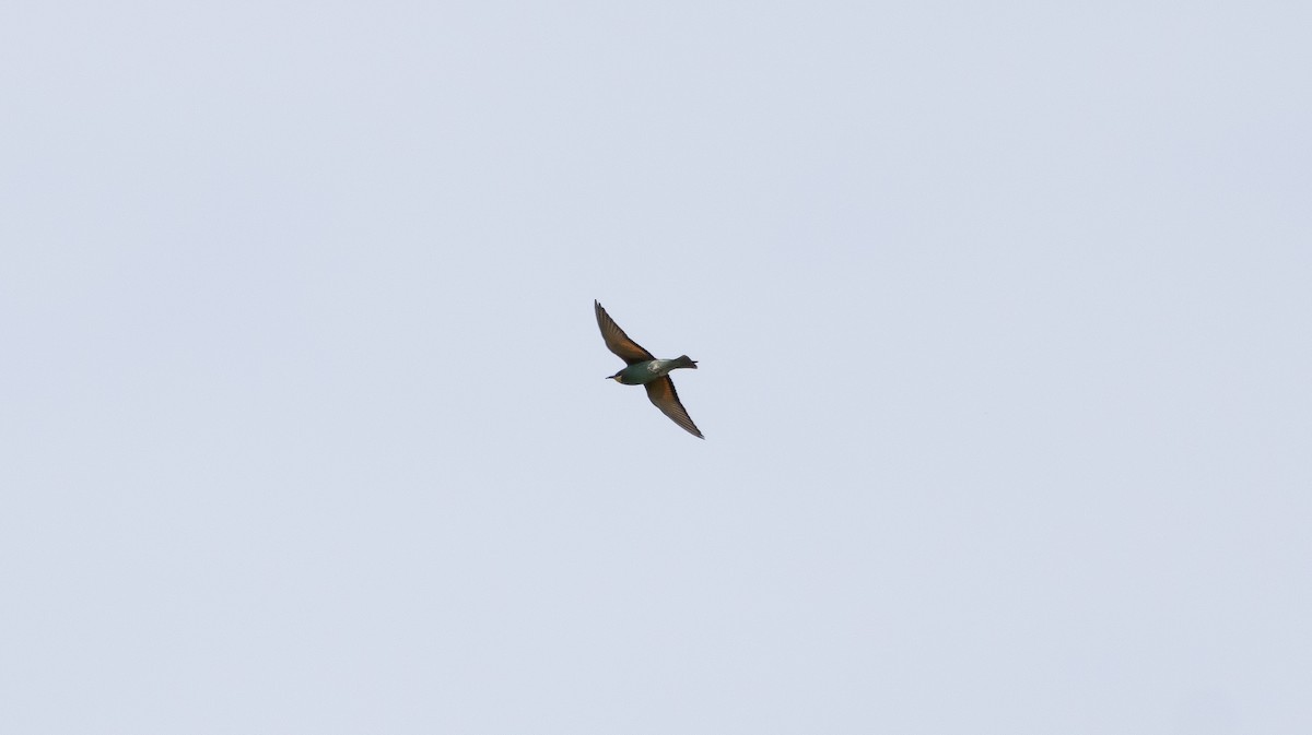 Bienenfresser - ML648498741