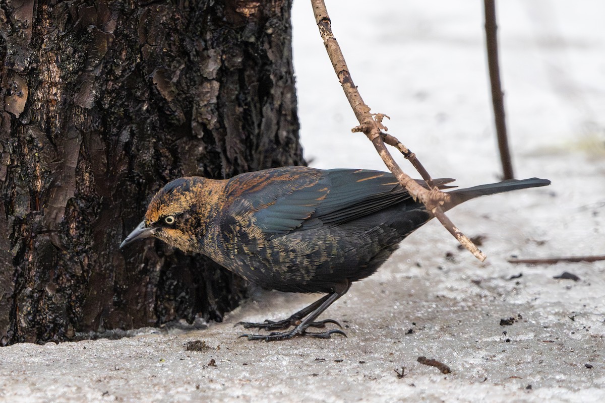 Pas Rengi Karatavuk - ML648498760