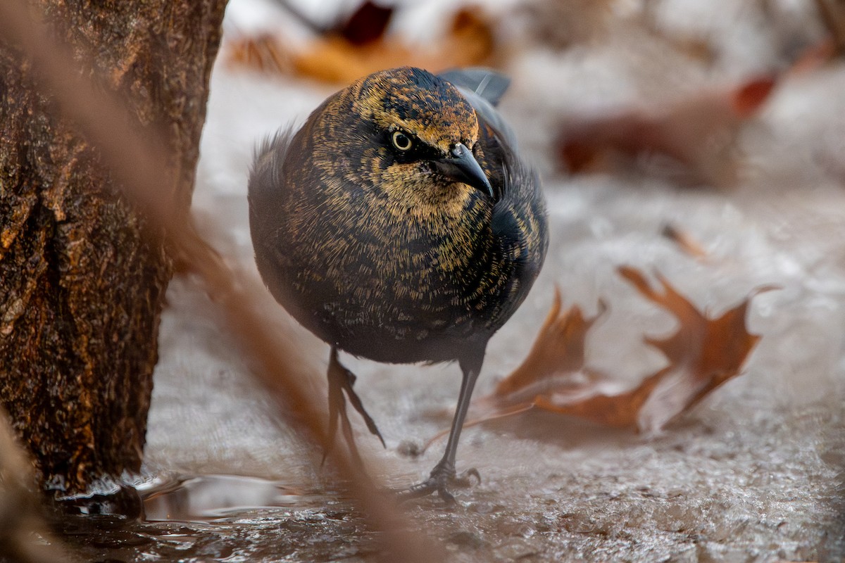 Pas Rengi Karatavuk - ML648498761