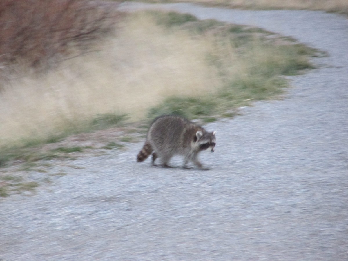 Common Raccoon - ML648498818