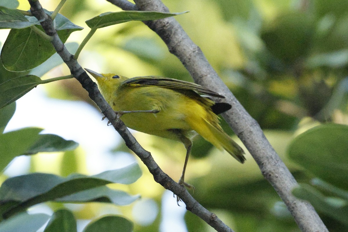 Northern/Mangrove Yellow Warbler - ML648498901