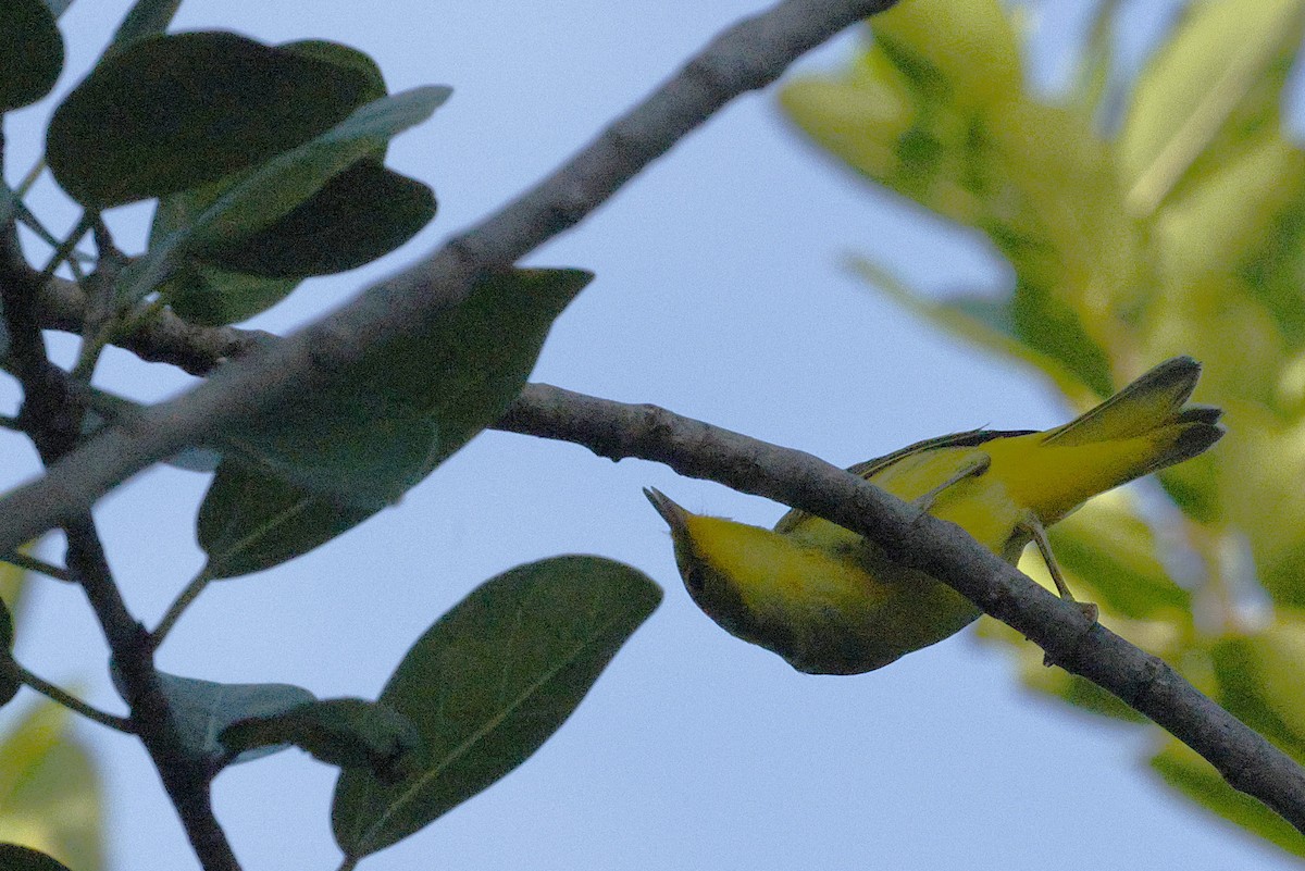 Northern/Mangrove Yellow Warbler - ML648498905
