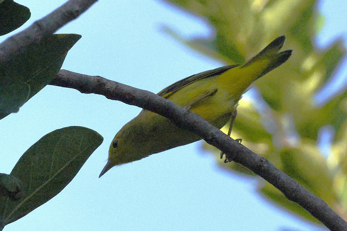 Northern/Mangrove Yellow Warbler - ML648498910