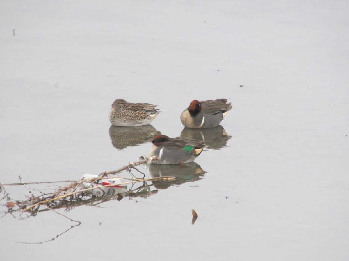 čírka obecná - ML648498980