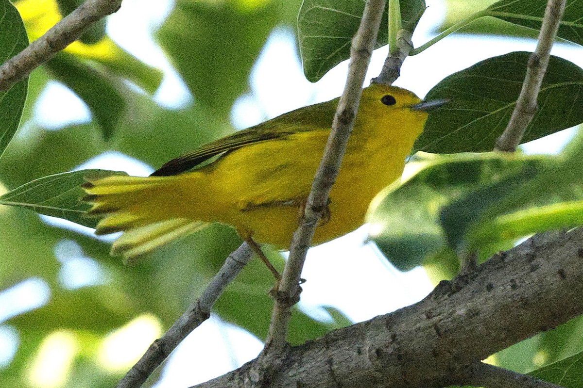 Northern/Mangrove Yellow Warbler - ML648499023
