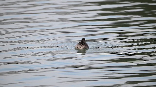 Ruddy Duck - ML648499055