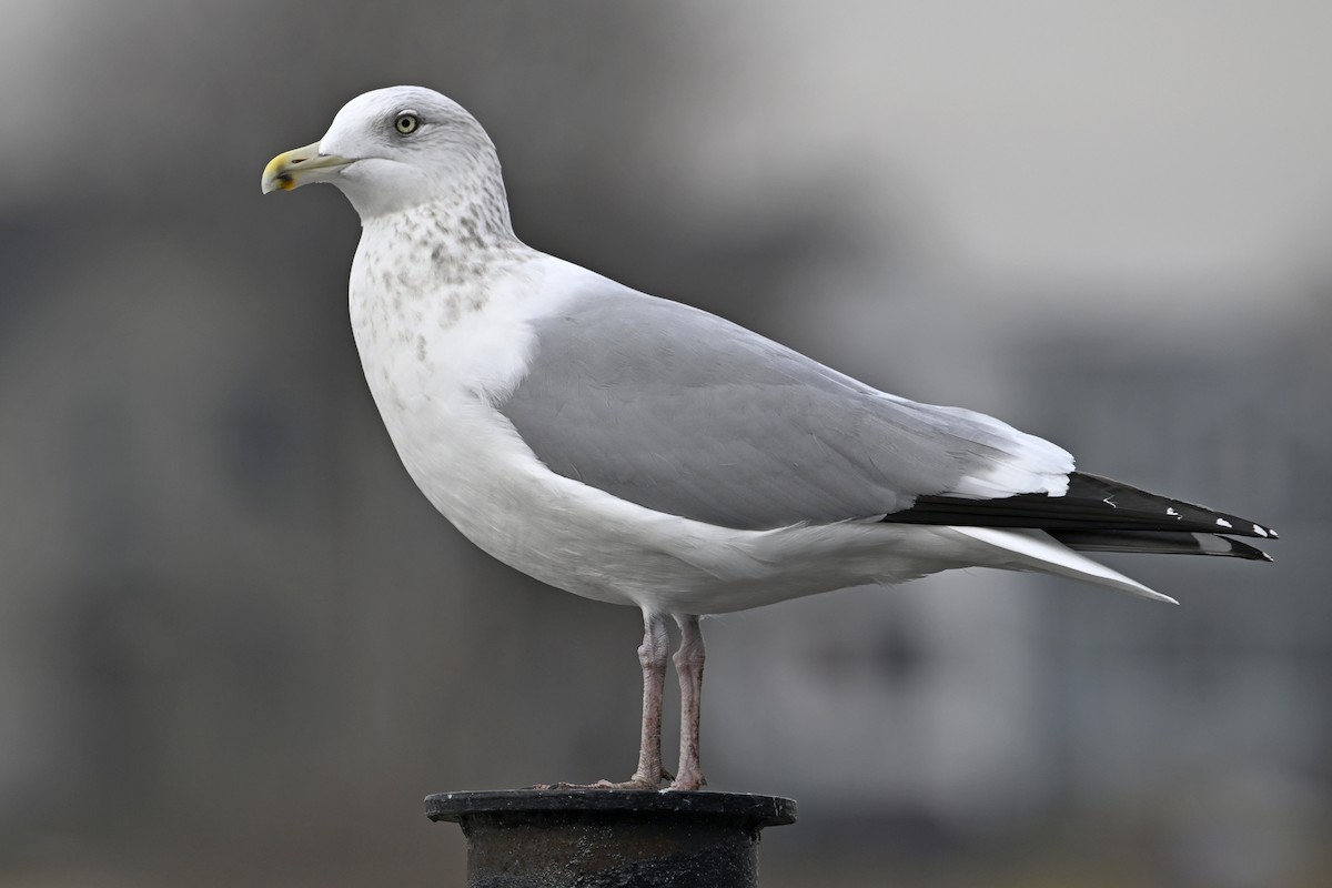 アメリカセグロカモメ - ML648499109