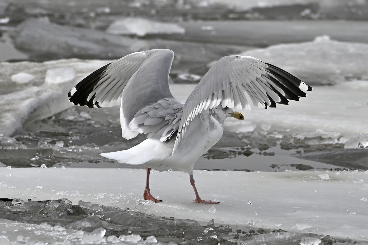 アメリカセグロカモメ - ML648499119