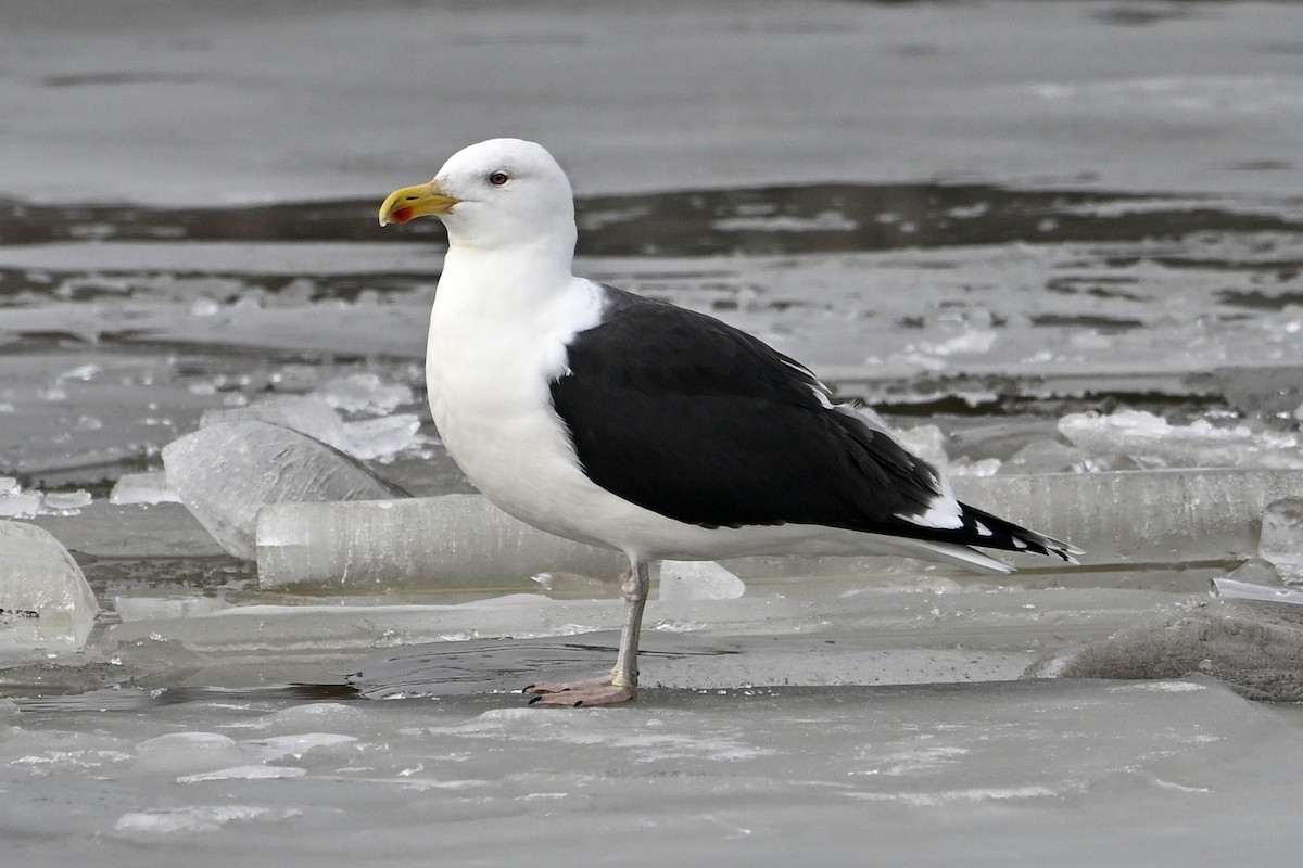 オオカモメ - ML648499125