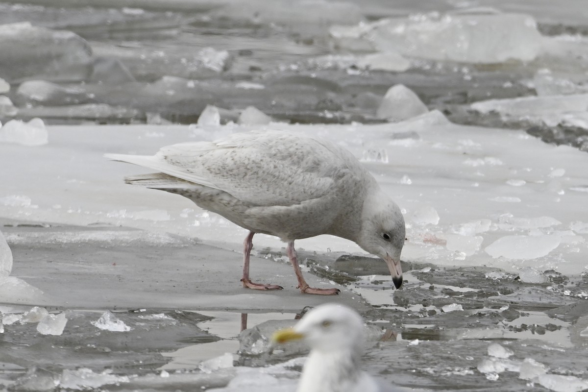 シロカモメ - ML648499135