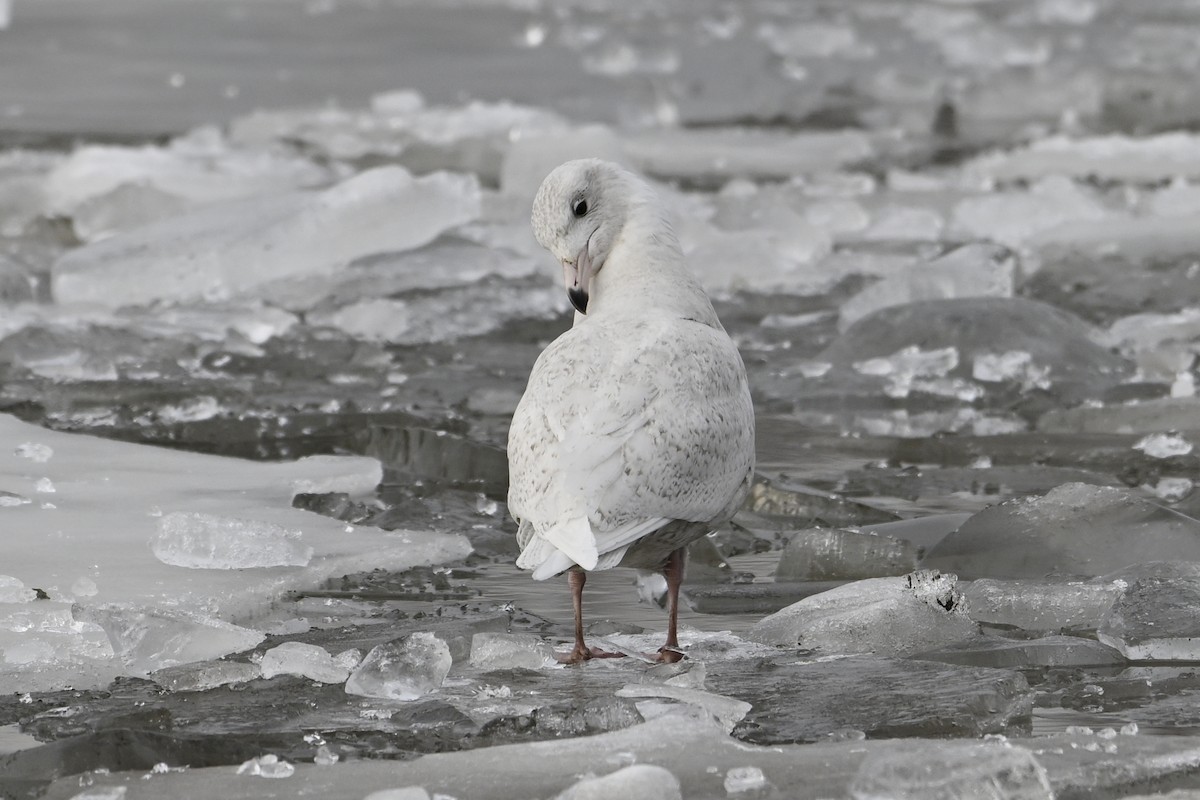 シロカモメ - ML648499152