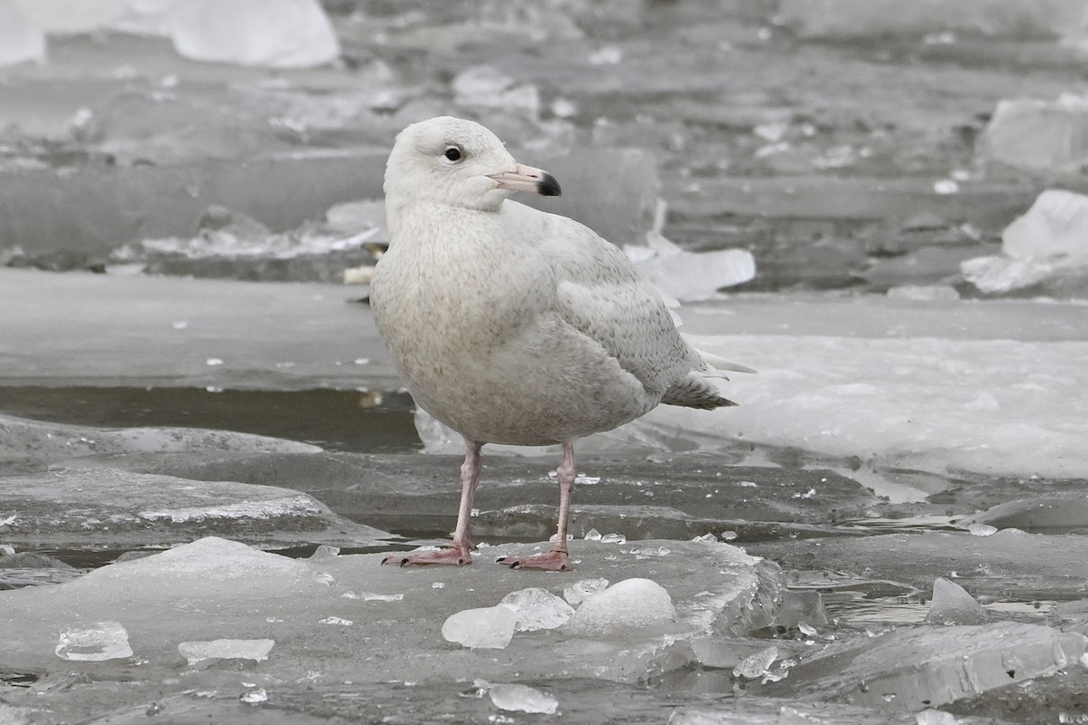 シロカモメ - ML648499155