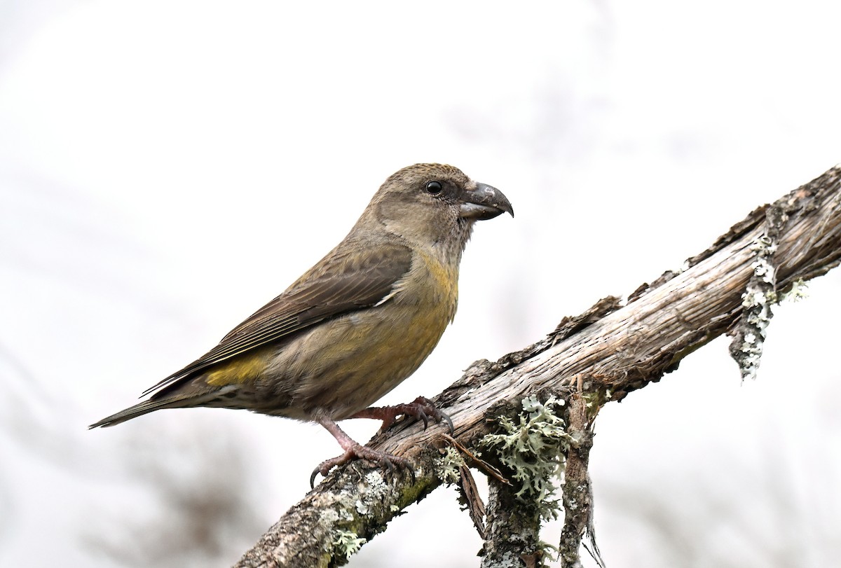 紅交嘴雀 - ML648499432