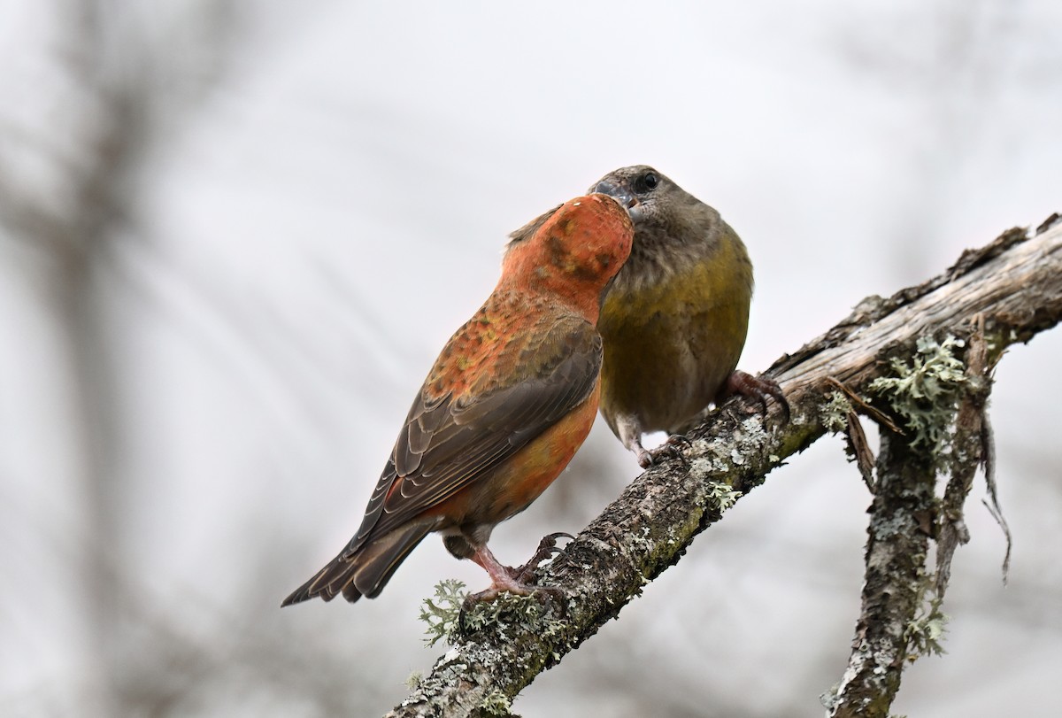 紅交嘴雀 - ML648499433