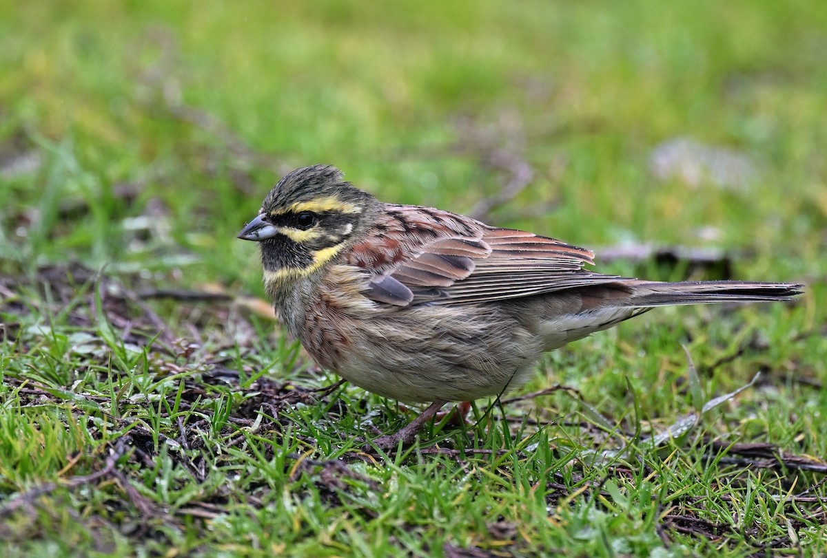 Cirl Bunting - ML648499534