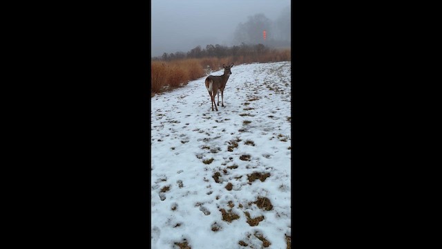 Animals - ML648500063