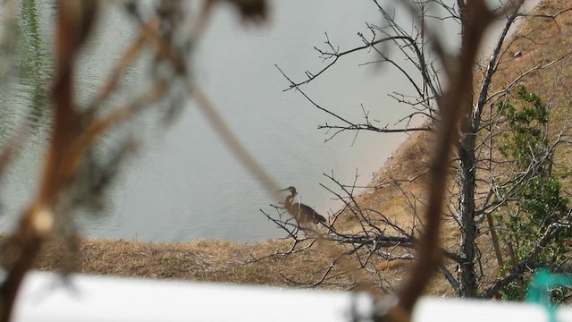 Great Blue Heron - ML648500945