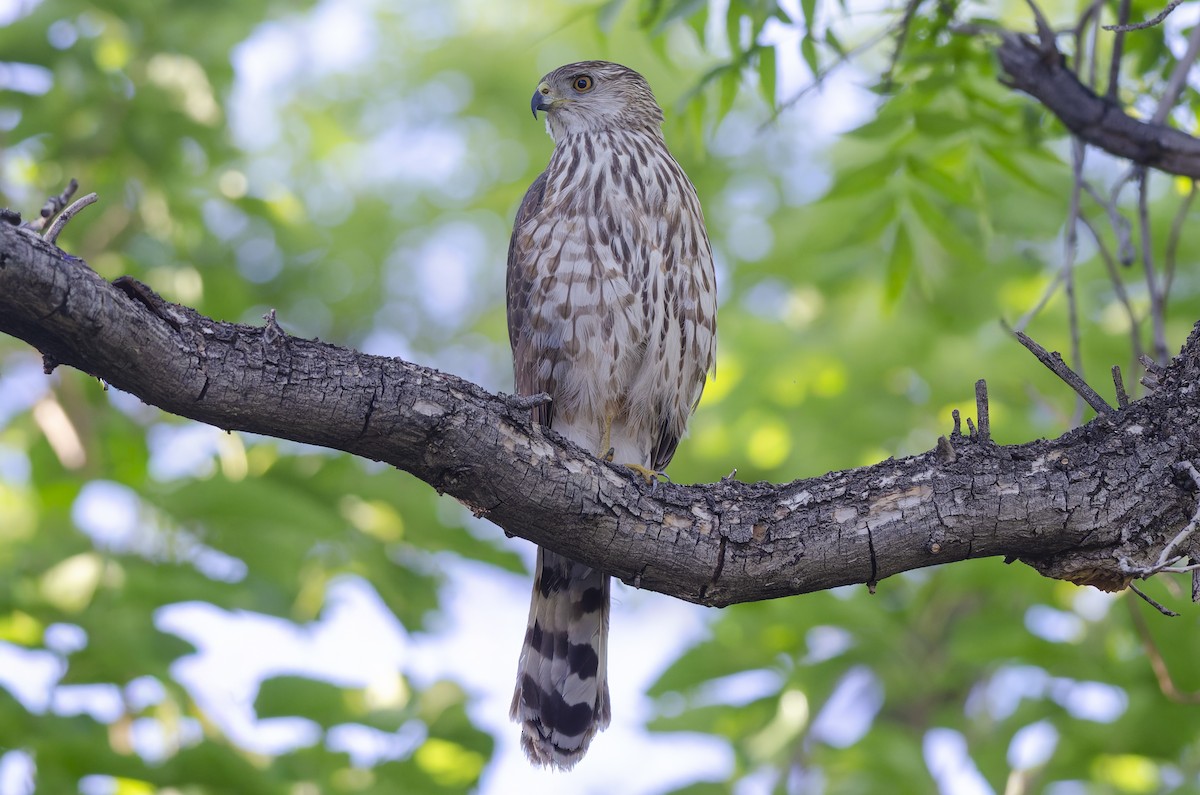 jestřáb americký - ML648501003