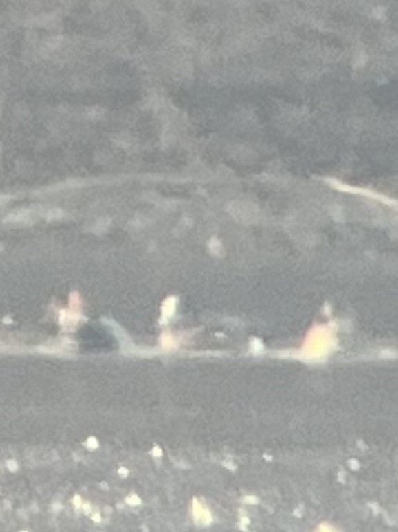 American Wigeon - ML648501190