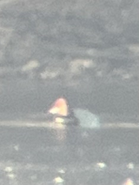 Redhead - ML648501197