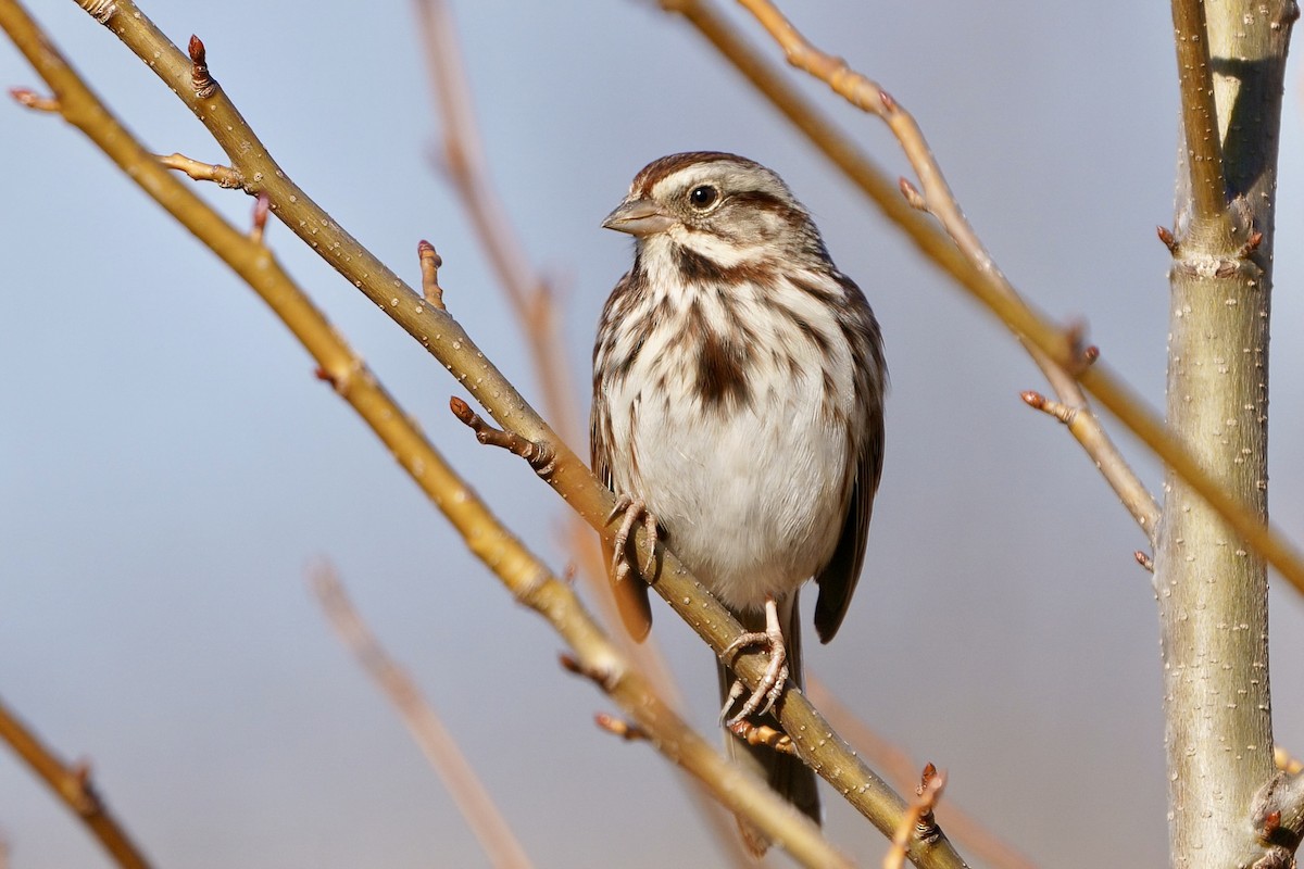 Bruant chanteur - ML648501232