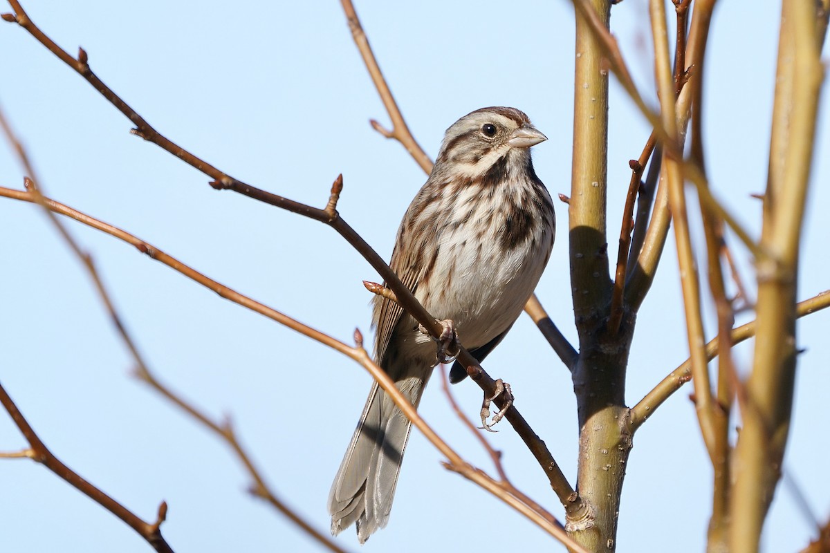 Bruant chanteur - ML648501233