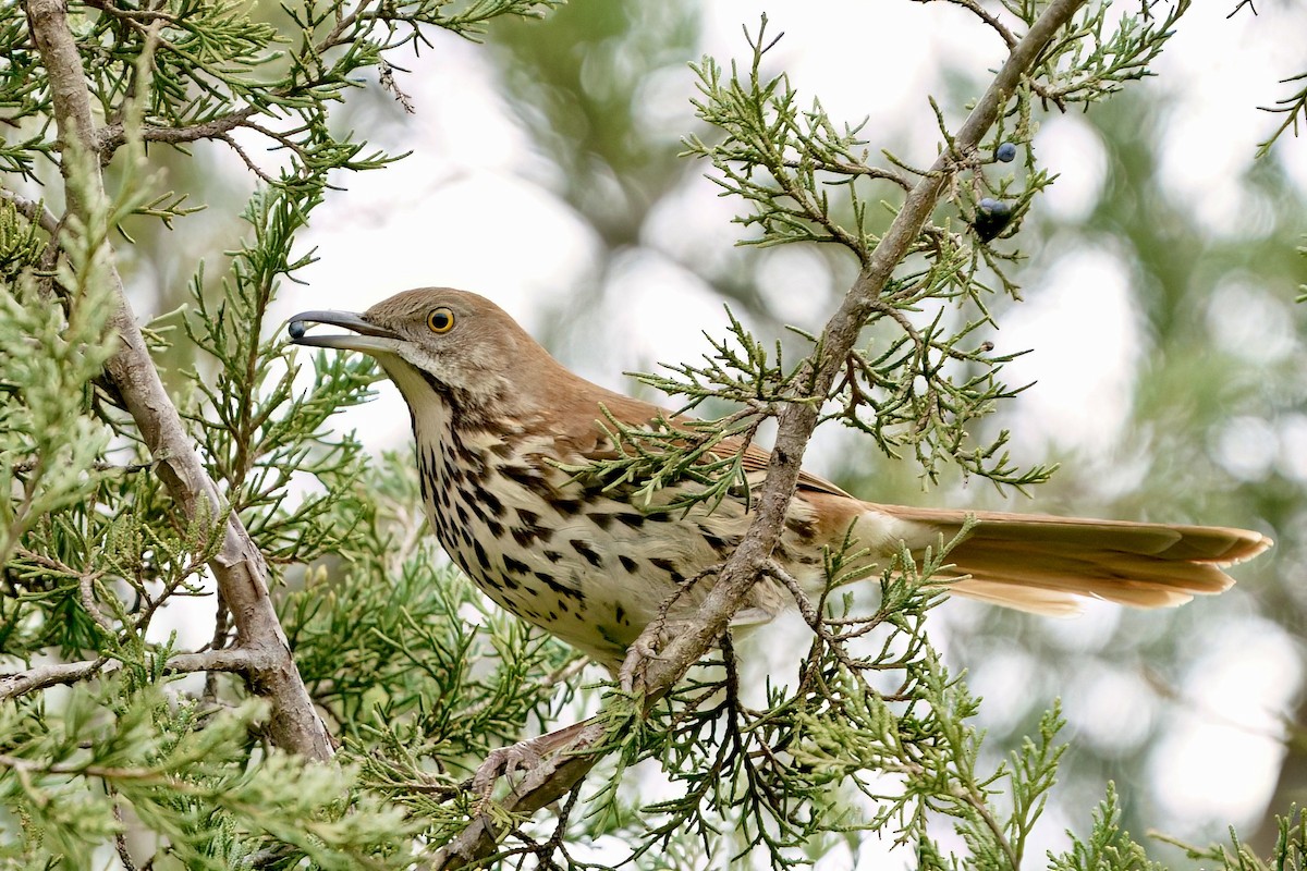 Kahverengi Çöpçü - ML648501282