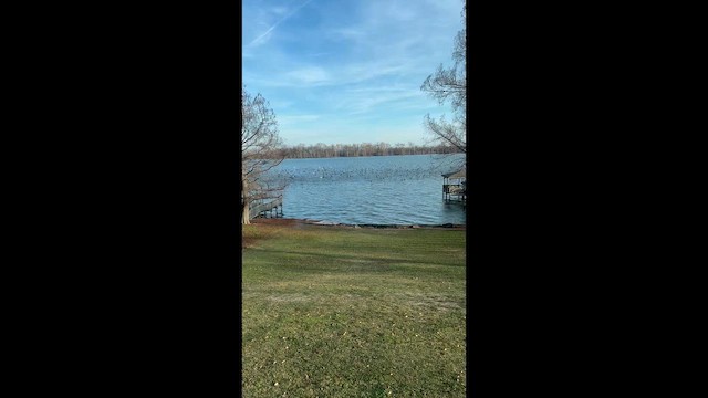 Cormoran à aigrettes - ML648501624