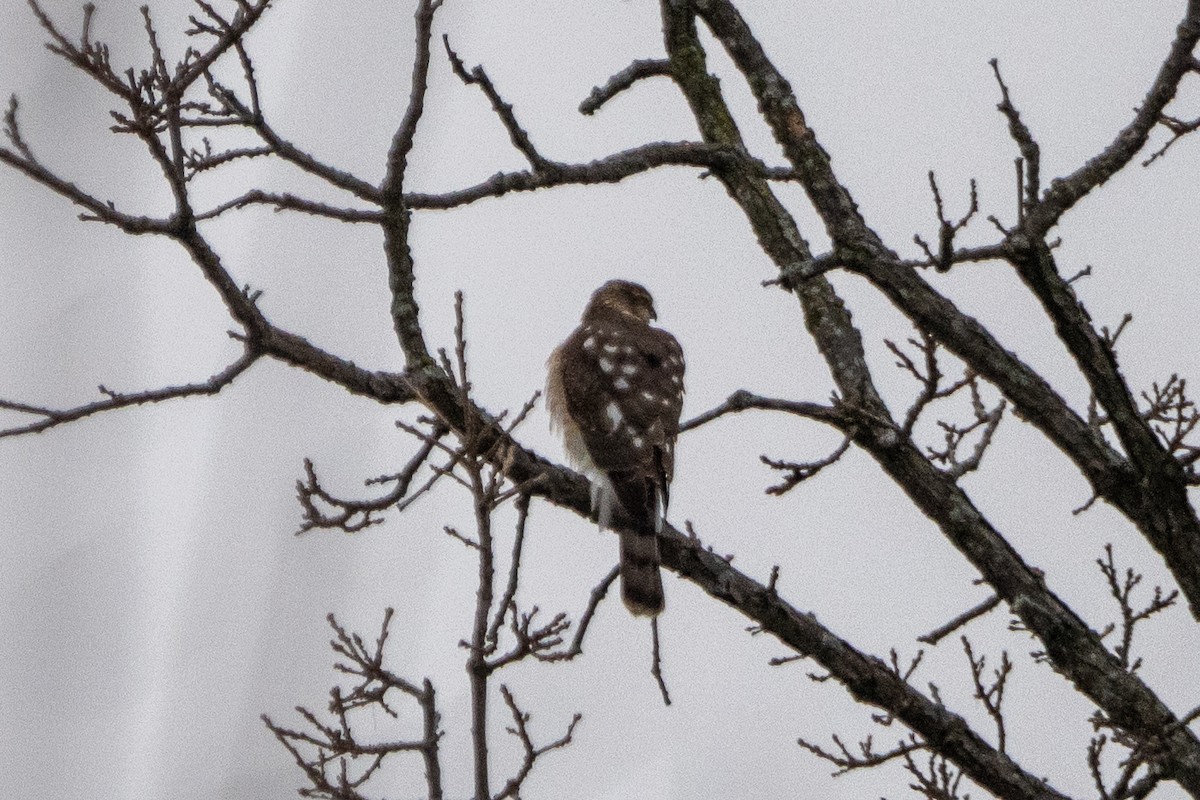 Amerika Atmacası - ML648501652