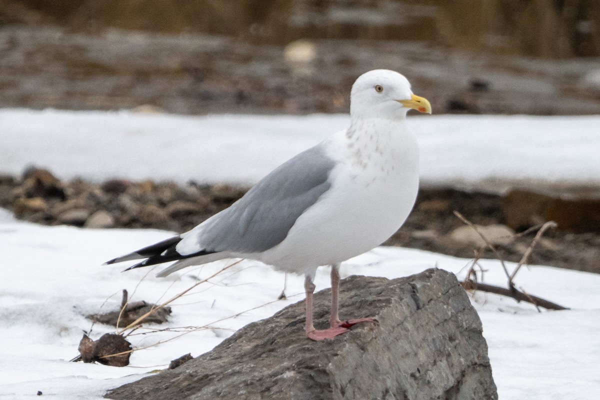 Amerika Gümüş Martısı - ML648501666