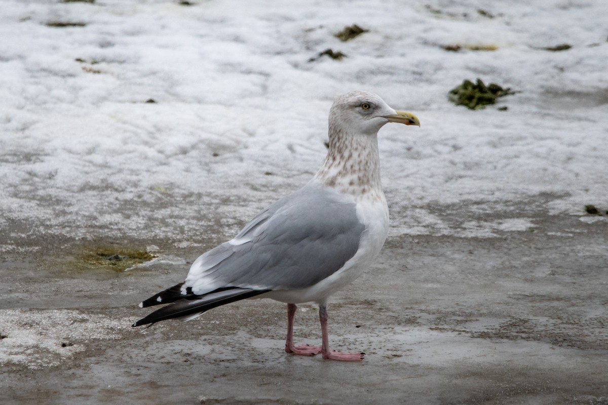 Amerika Gümüş Martısı - ML648501668