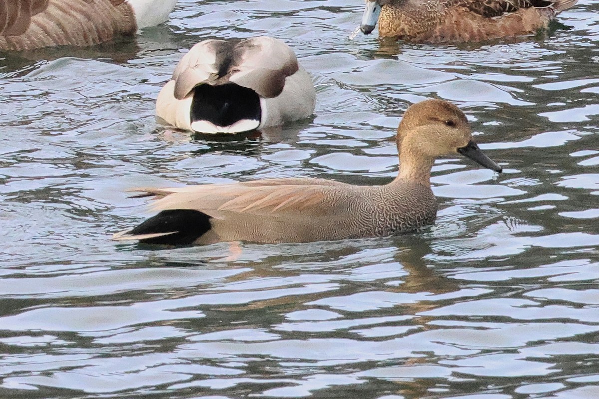 Gadwall - ML648502055