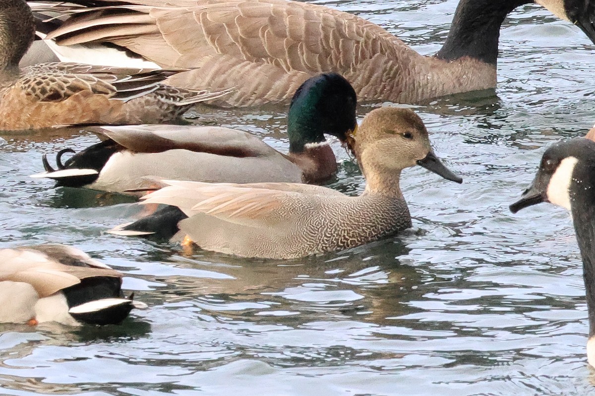 Gadwall - ML648502056