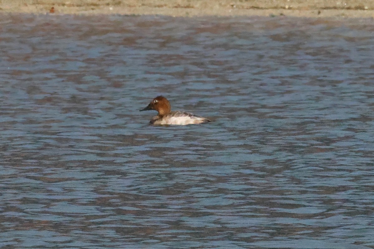 Canvasback - ML648502083