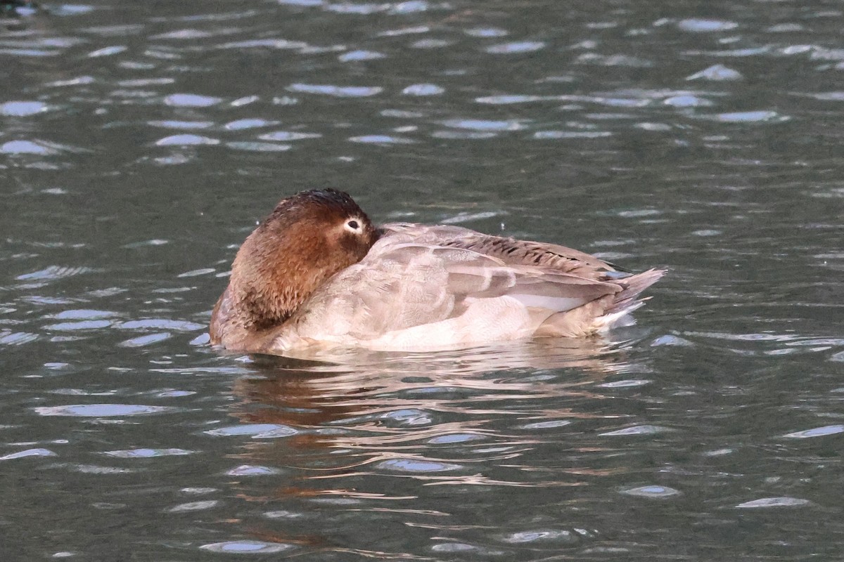 Canvasback - ML648502084