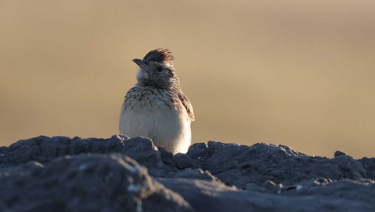 Rufous-naped Lark - ML648502145