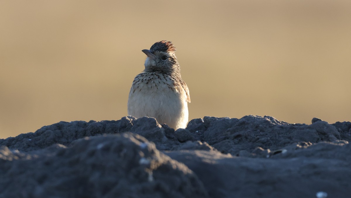 Rufous-naped Lark - ML648502146