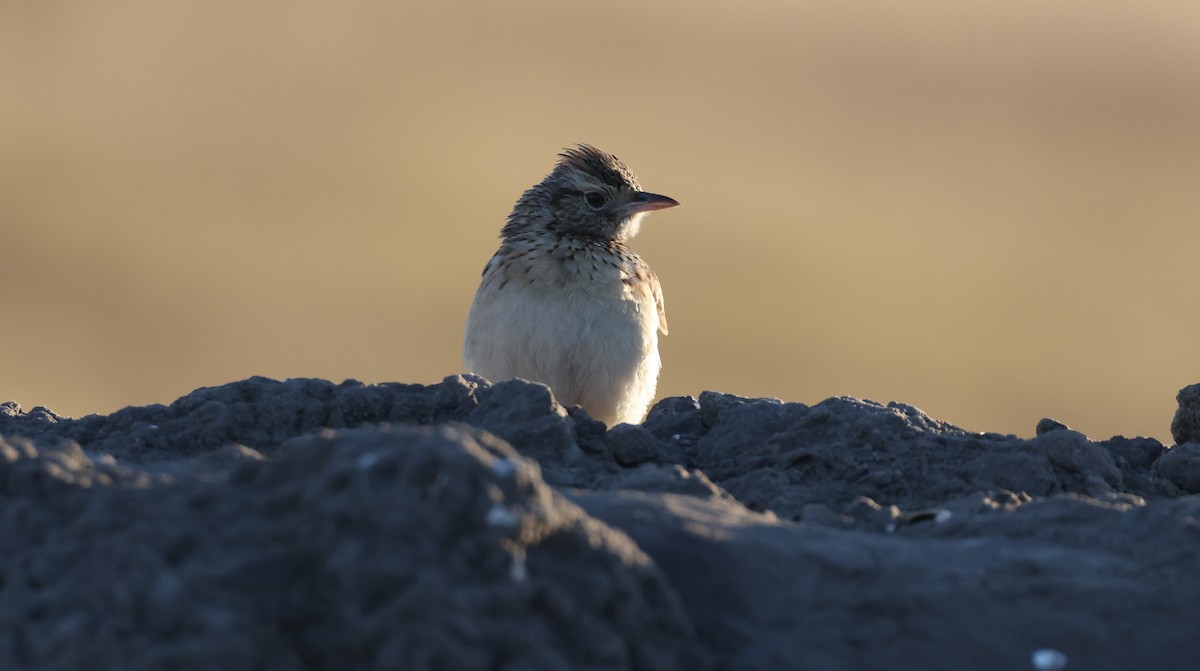 Rufous-naped Lark - ML648502147