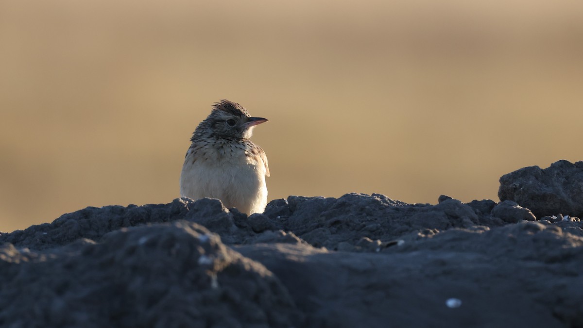 Rufous-naped Lark - ML648502149