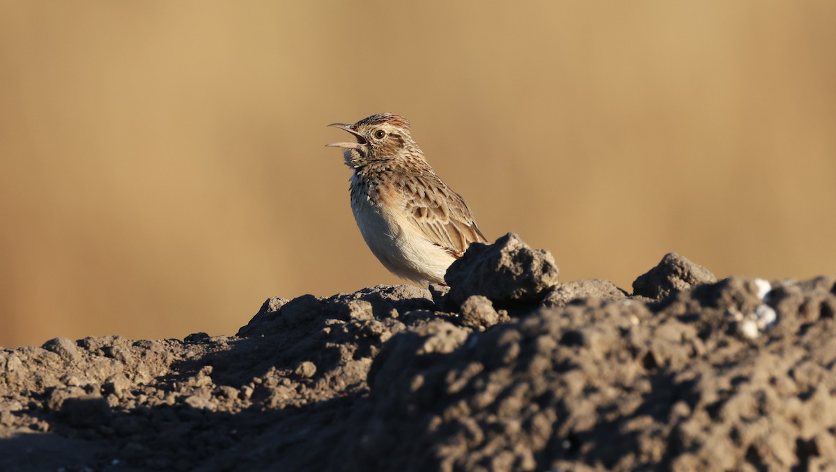 Rufous-naped Lark - ML648502151