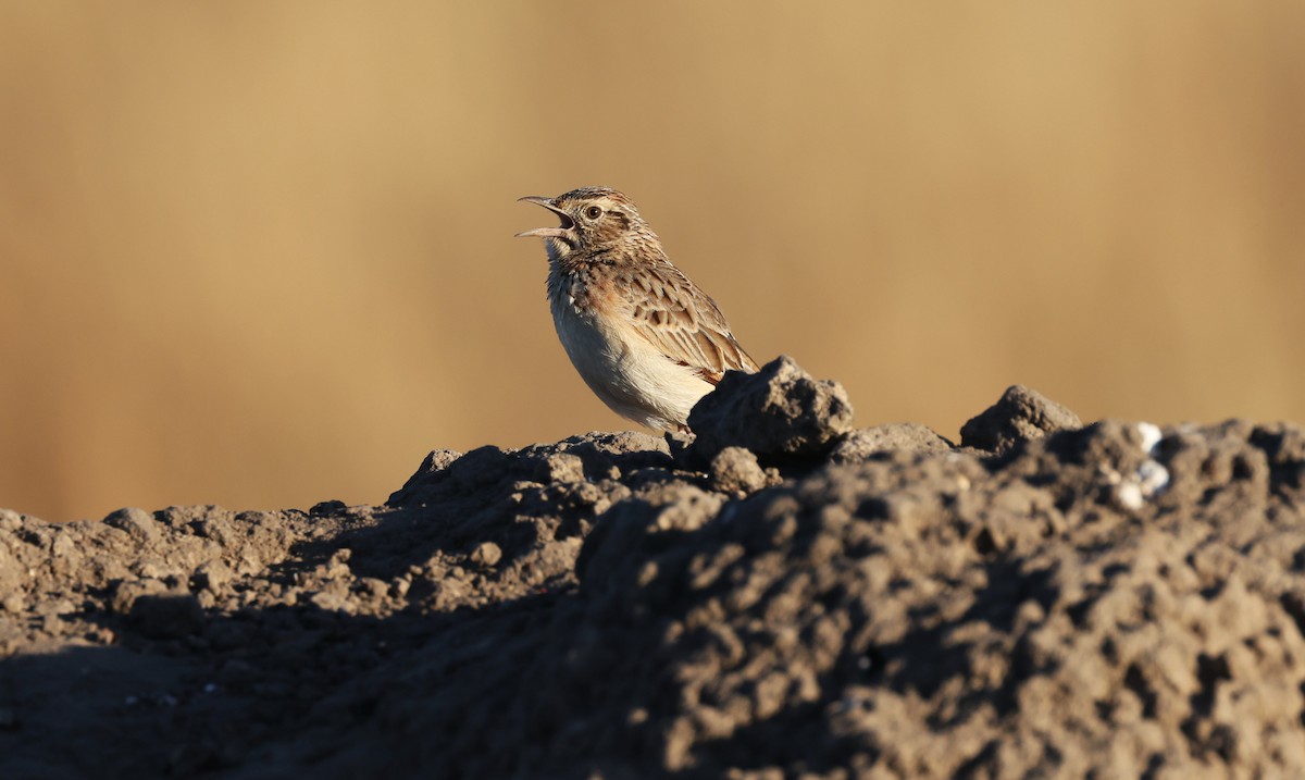 Rufous-naped Lark - ML648502152