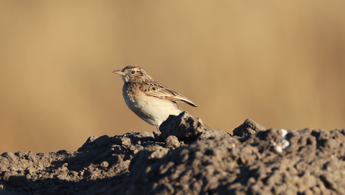 Rufous-naped Lark - ML648502153