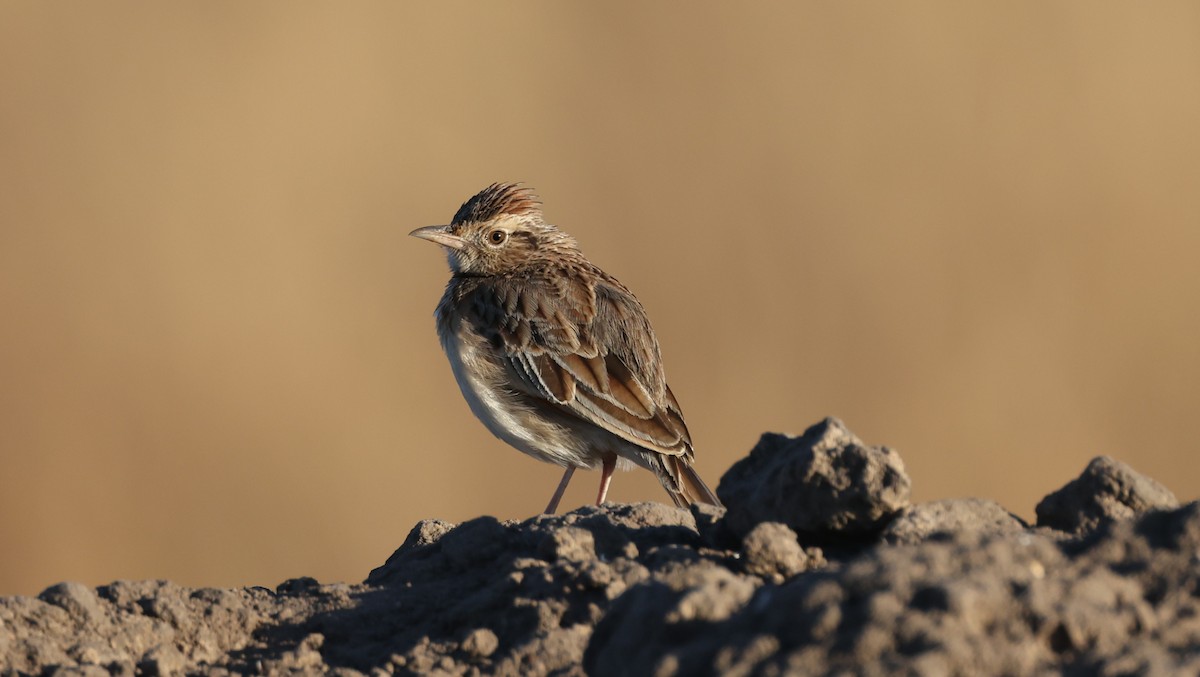 Rufous-naped Lark - ML648502154