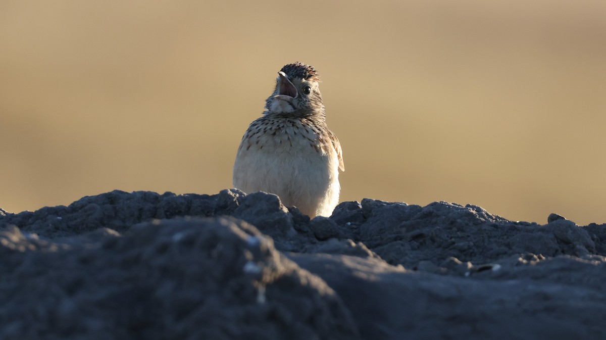 Rufous-naped Lark - ML648502155