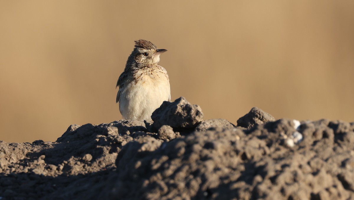 Rufous-naped Lark - ML648502157